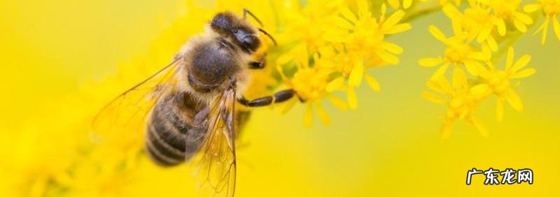 蜜蜂多少度会冻死，附注意事项