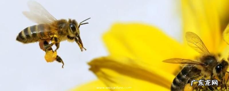 被蜜蜂蛰了为什么找不到刺,附被蜇后的注意事项