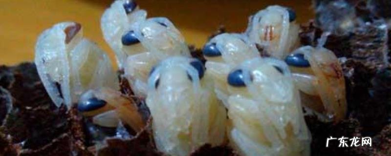 欧洲幼虫腐臭病的防治方法,发病初期及时更换掉老蜂王