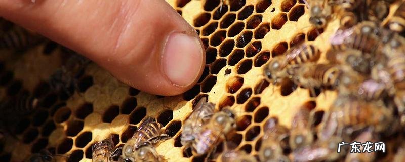 爬蜂病的防治方法及注意事项,附发病症状