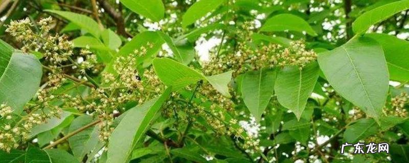 五倍子什么时候开花,附地理分布