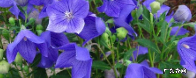 桔梗种子多少钱一斤?附种植技术