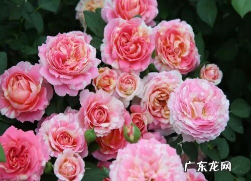 蔷薇属植物有哪些品种 常见蔷薇科蔷薇属花卉植物