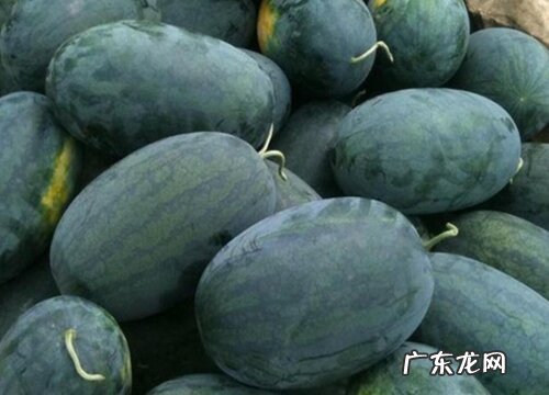 最畅销的西瓜品种 国内的精品西瓜品种排名