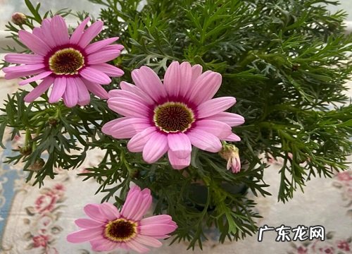 雏菊怎么养殖方法