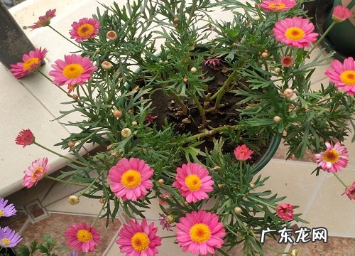 雏菊怎么养殖方法