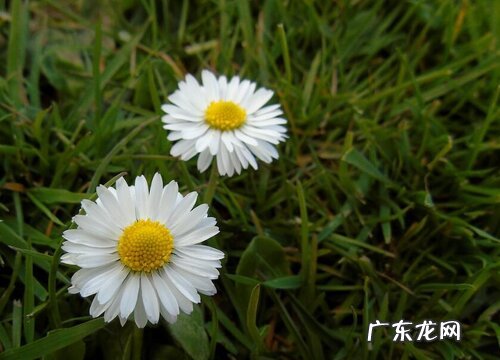 雏菊怎么养殖方法