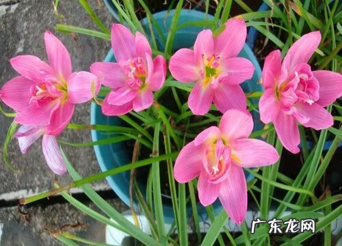 风雨兰最香的品种 哪个品种开花多又好看