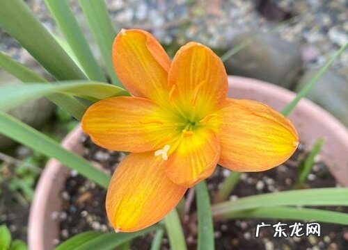 风雨兰最香的品种 哪个品种开花多又好看