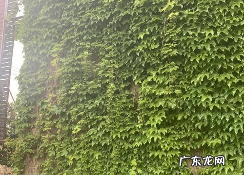 寓意积极向上的植物 象征努力向上的植物和花