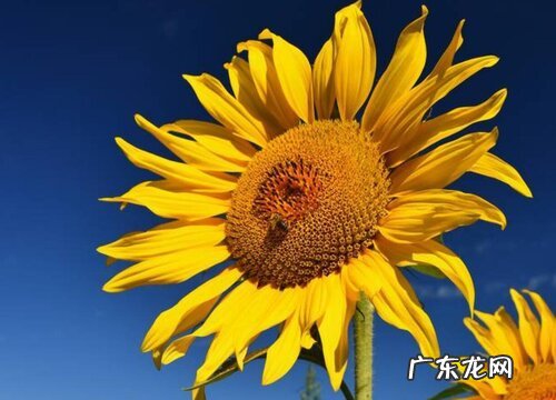 寓意积极向上的植物 象征努力向上的植物和花