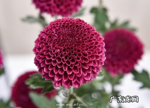 乒乓菊耐寒多少度 冬天最低耐寒温度多少度