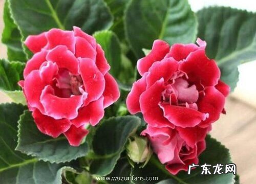 大岩桐花期是什么时候