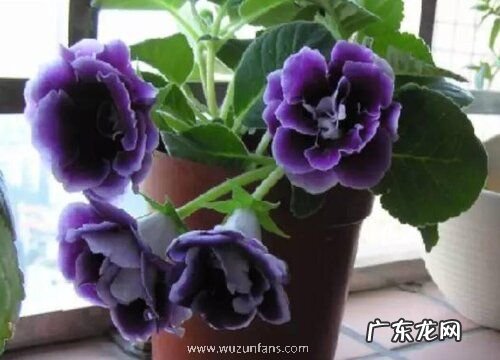 大岩桐花期是什么时候