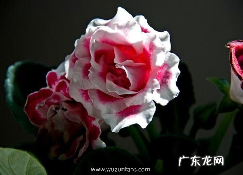 大岩桐花期是什么时候