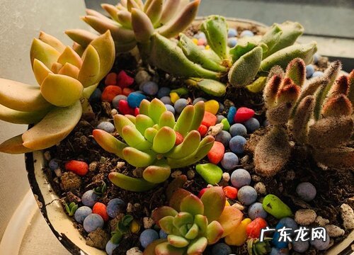 耐寒的多肉植物有哪些品种 耐低温的多肉品种排名