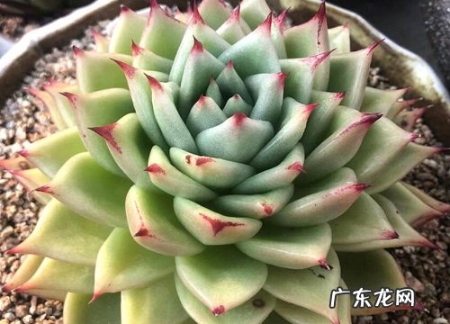 耐寒的多肉植物有哪些品种 耐低温的多肉品种排名