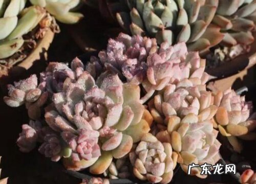 耐寒的多肉植物有哪些品种 耐低温的多肉品种排名