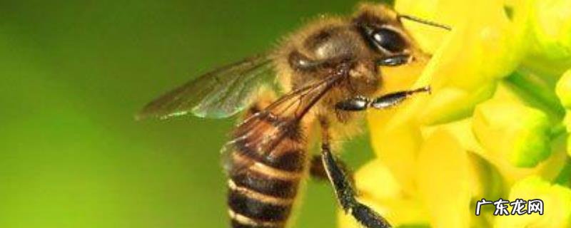 被蜜蜂蛰消肿的最快方法，附注意事项