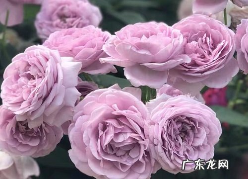 最漂亮的欧月品种 什么品种欧月好养好看