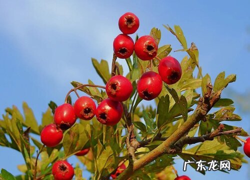 山楂树品种大全及图片 山楂树哪个新品种最好