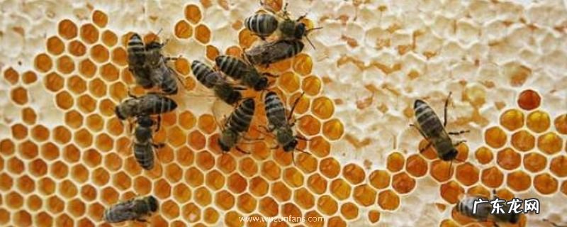 中蜂有哪些疾病,详细介绍