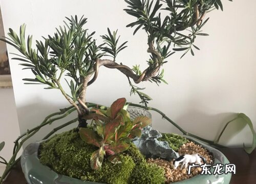 小罗汉松多久浇一次水