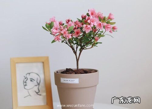 盆栽杜鹃花怎么养殖方法和注意事项