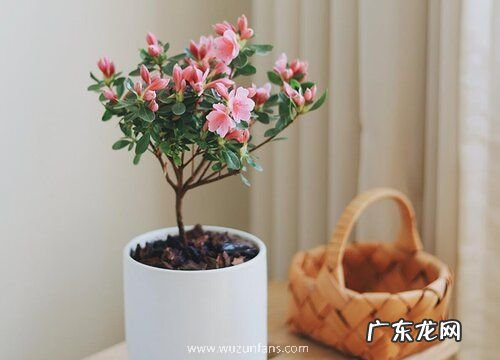 盆栽杜鹃花怎么养殖方法和注意事项