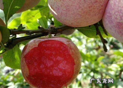 最好吃的李子品种排名前10名十大李子排行