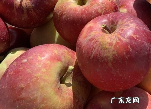 苹果有公母之分吗 公苹果好吃还是母苹果好吃