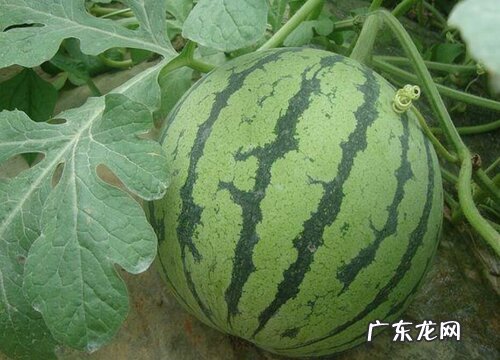 西瓜有公母之分吗 怎么区分