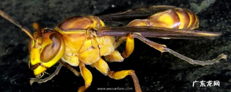 黑腹虎头蜂 黑绒胡蜂,生活习性是什么