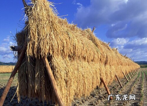 猫草有哪些品种 猫草什么品种最好