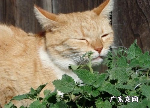 猫草有哪些品种 猫草什么品种最好