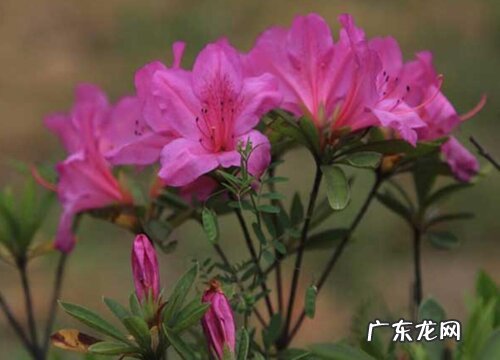 毛鹃一年开几次花