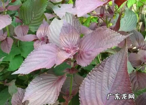 紫苏种植时间和方法 种植技术与栽培管理