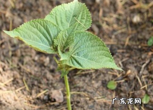 紫苏种植时间和方法 种植技术与栽培管理