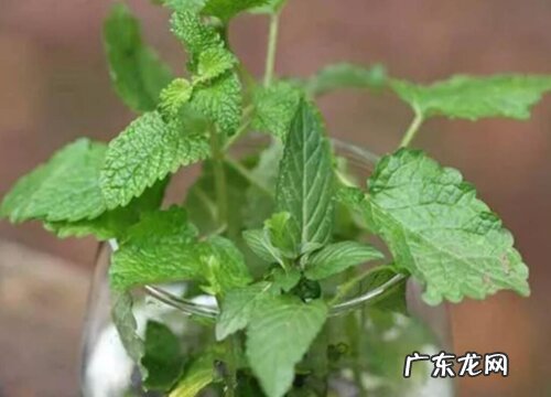 紫苏种植时间和方法 种植技术与栽培管理