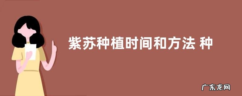 紫苏种植时间和方法 种植技术与栽培管理