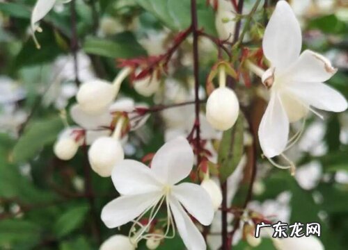 垂丝茉莉花有毒吗 开花之后的花香有毒吗