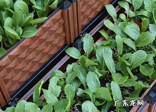 家常蔬菜有哪些品种 最常见的新鲜蔬菜种类及图片