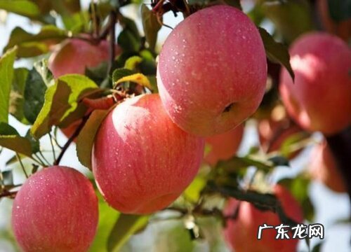 水果有哪些品种 水果店常见的水果名称及图片