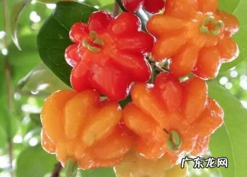 热带水果有哪些品种 常见的热带地区水果种类及名字