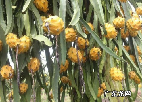 热带水果有哪些品种 常见的热带地区水果种类及名字