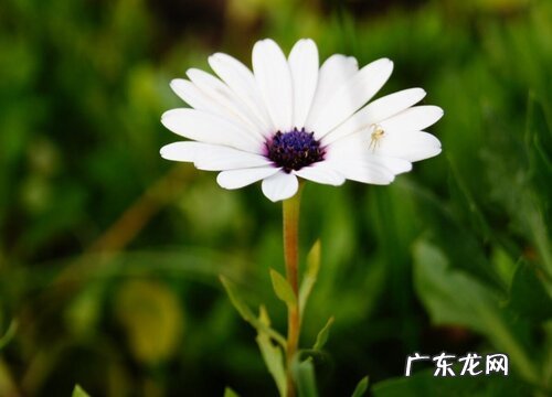 驱蚊草有哪些品种 什么草驱蚊效果最好