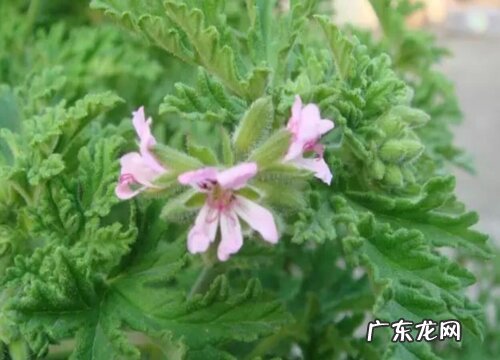 驱蚊草有哪些品种 什么草驱蚊效果最好