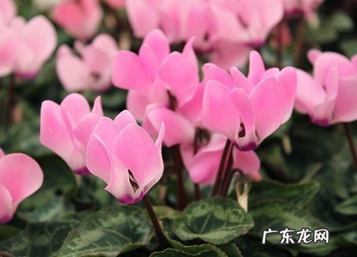 仙客来花语和寓意 寓意是什么意思