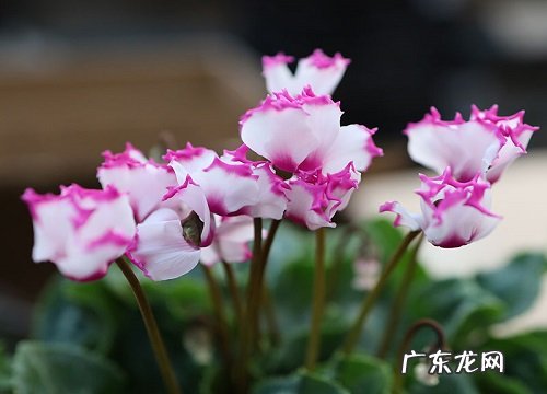 仙客来花语和寓意 寓意是什么意思