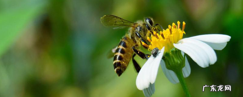 蜜蜂秋繁可以加巢脾吗